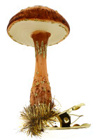 Gemeiner Riesenschirmpilz oder Parasol-Pilz