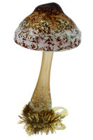 Der Parasolpilz ist nicht nur ein interessanter Pilz in der Natur, sondern auch ein ungew&ouml...