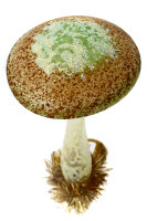 Christbaumschmuck Pilz oder Gemeiner Schirmpilz