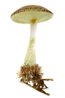 Christbaumschmuck Pilz oder Gemeiner Schirmpilz