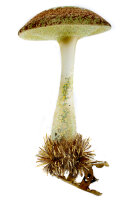 Christbaumschmuck Pilz oder Gemeiner Schirmpilz
