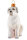 Retriever weiß