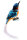 Eisvogel blau