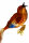 Lustiger Singvogel