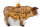 Bulle Stier Ochse